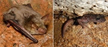 Seminario sui pipistrelli troglofili e i geotritoni della Sardegna