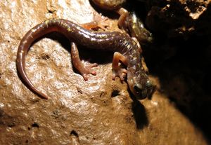 Scheda osservazioni fauna in grotta