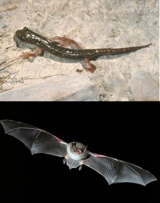 Seminario sui geotritoni e i pipistrelli troglofili della Sardegna