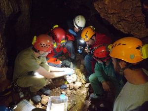 COMMISSIONE BIOSPELEO FSS - SEMINARIO FORMATIVO SUI GEOTRITONI