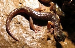 Programma Congresso di Biospeleologia