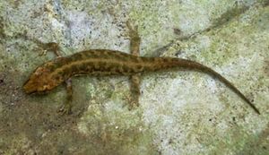 Conservazione dell'Euprotto Sardo