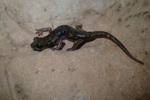 Comunicato avvio progetto di raccolta dati presenza di geotritoni nelle grotte sarde