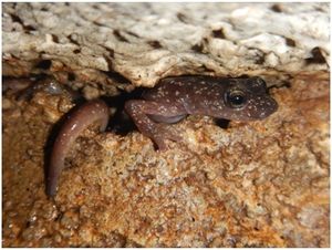 Seminario sui geotritoni della Sardegna