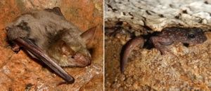 Seminario sui pipistrelli troglofili e i geotritoni della Sardegna
